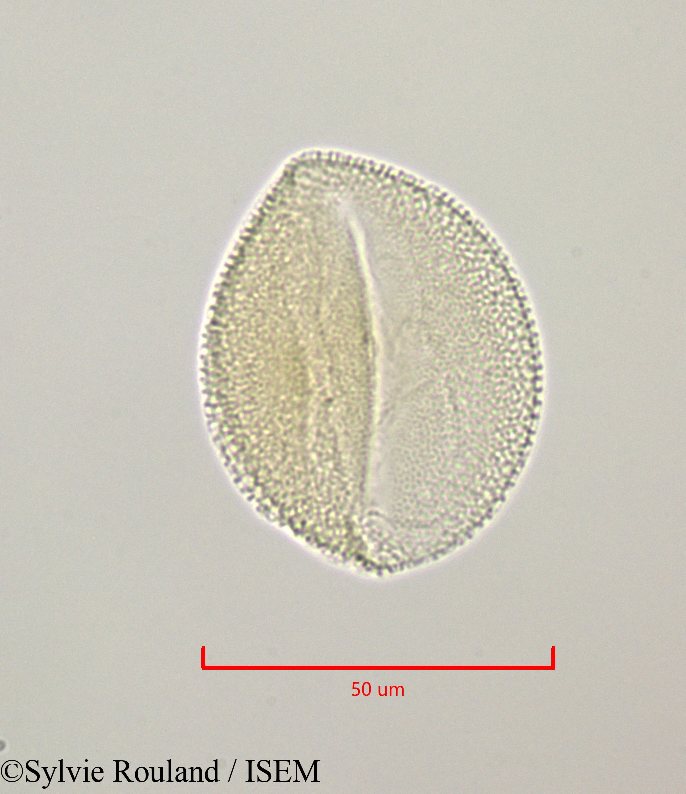 Sylvie.Rouland/Bryonia_dioica_47236/Bryonia_dioica_47236_0005(copy).jpg