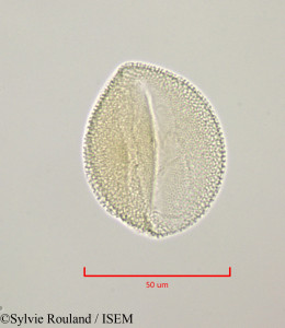 Bryonia dioica - lame n° 47236