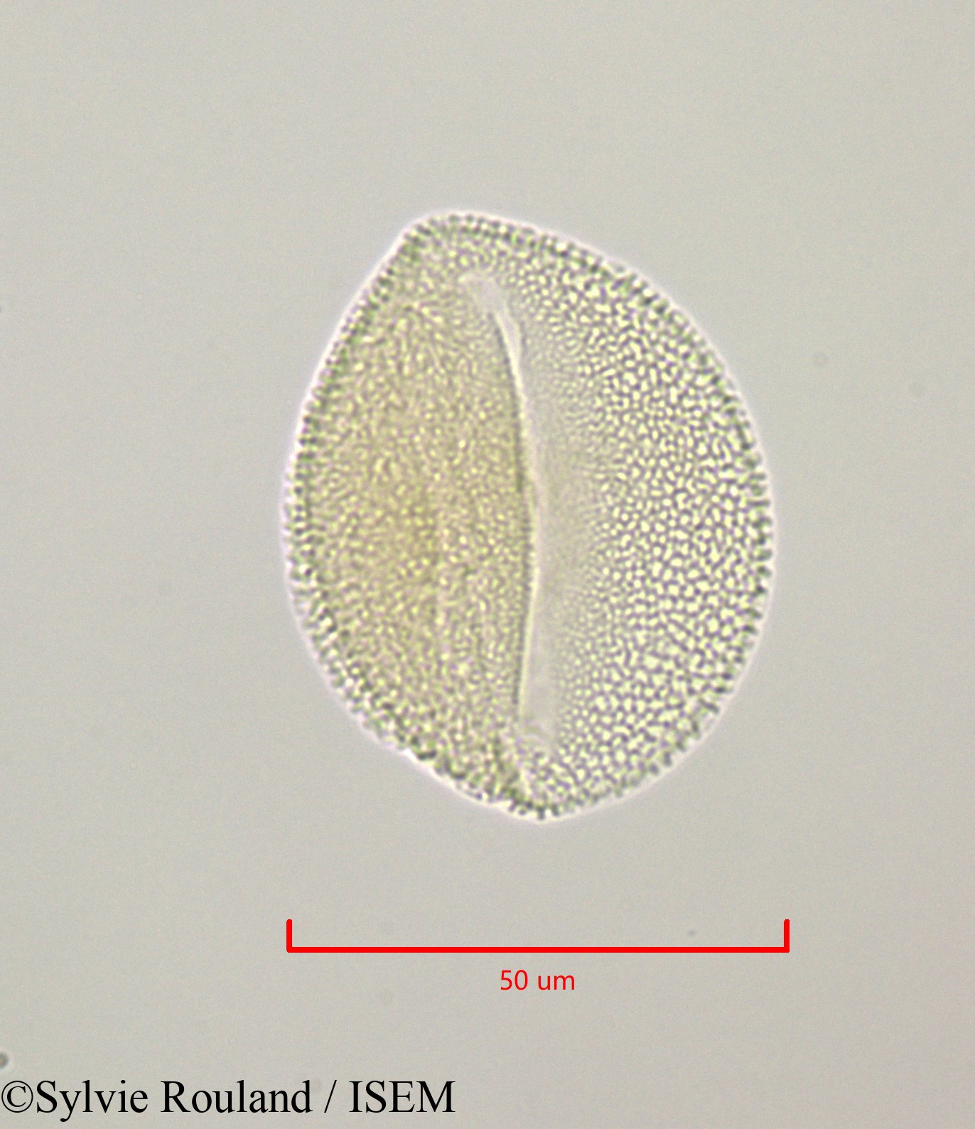 Sylvie.Rouland/Bryonia_dioica_47236/Bryonia_dioica_47236_0006(copy).jpg