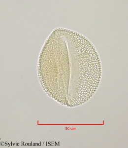 Bryonia dioica - lame n° 47236