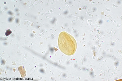 Sylvie.Rouland/Bryophyllum_pinnatum_5624/Bryophyllum_pinnatum_5624_0001(copy)_thumb.jpg