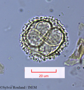 Sylvie.Rouland/Bubbia_amplexicaulis_1662/Bubbia_amplexicaulis_1662_0001(copy)_thumb.jpg