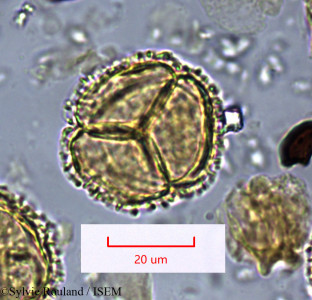 Sylvie.Rouland/Bubbia_heteroneura_1653/Bubbia_heteroneura_1653_0001(copy)_thumb.jpg