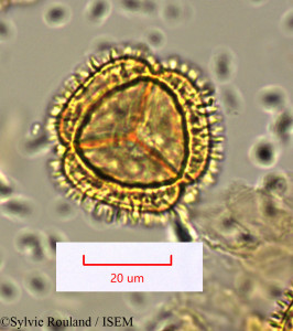 Sylvie.Rouland/Bubbia_pancheri_1648/Bubbia_pancheri_1648_0001(copy)_thumb.jpg