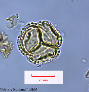 Sylvie.Rouland/Bubbia_pauciflora_1660/Bubbia_pauciflora_1660_0001(copy)_thumb.jpg