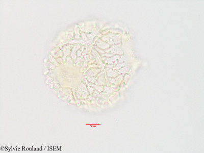 Sylvie.Rouland/Bubbia_perrieri_3360/Bubbia_perrieri_3360_0001(copy)_thumb.jpg