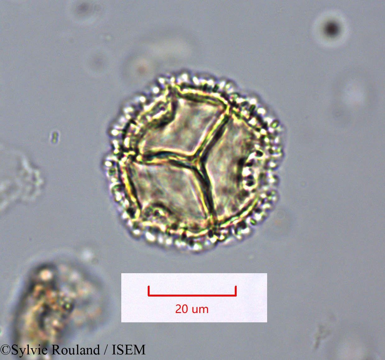 Sylvie.Rouland/Bubbia_vieillardii_1661/Bubbia_vieillardii_1661_0001(copy).jpg