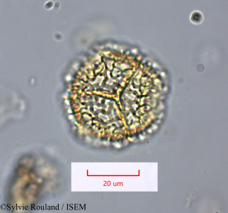 Bubbia vieillardii - lame n° 1661