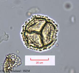 Bubbia vieillardii - lame n° 1661