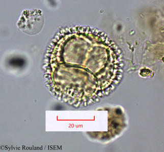 Bubbia vieillardii - lame n° 1661