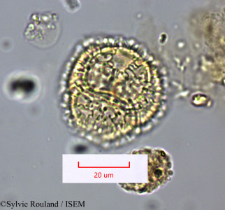 Bubbia vieillardii - lame n° 1661