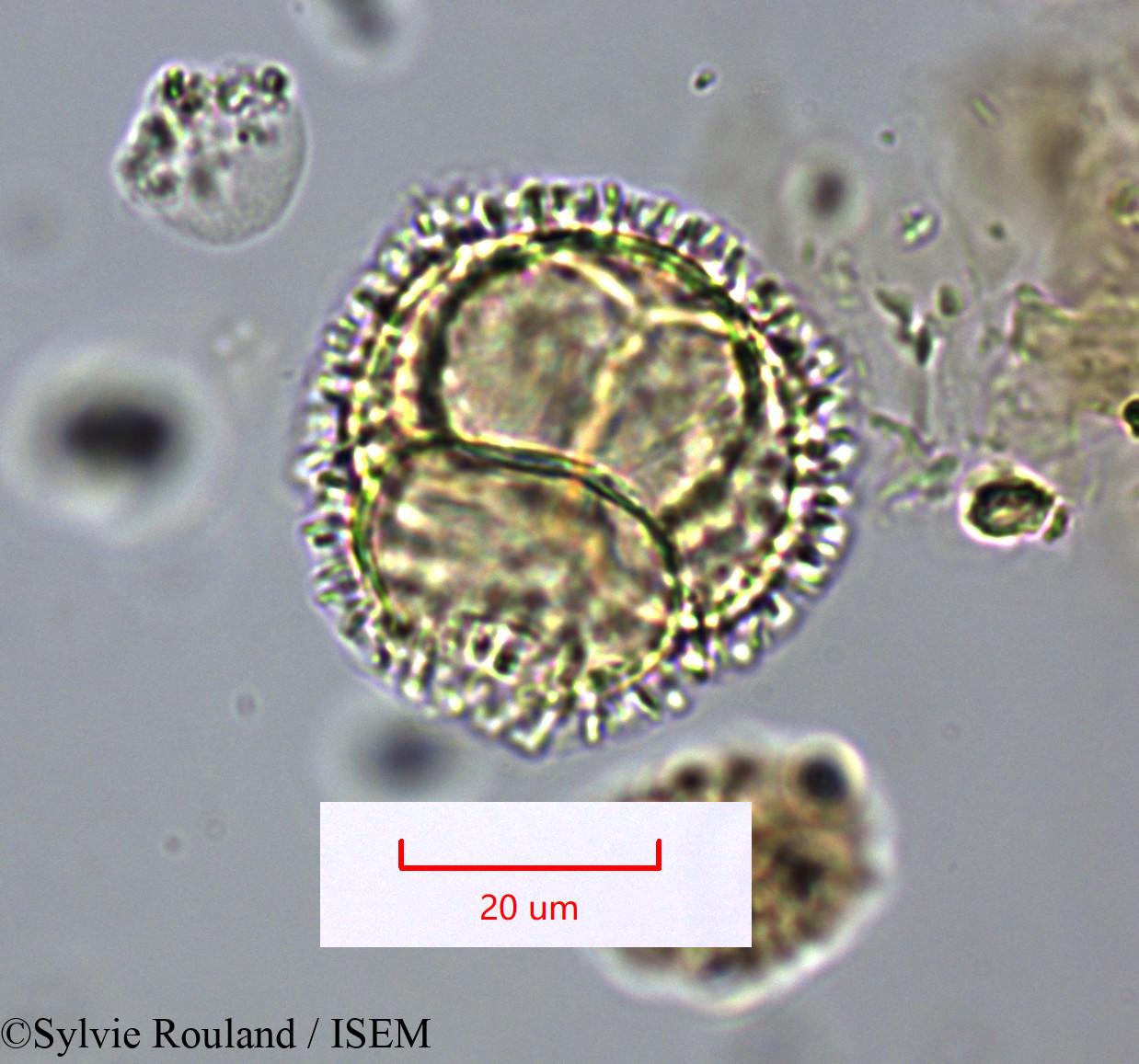 Sylvie.Rouland/Bubbia_vieillardii_1661/Bubbia_vieillardii_1661_0006(copy).jpg