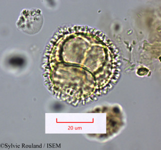 Bubbia vieillardii - lame n° 1661