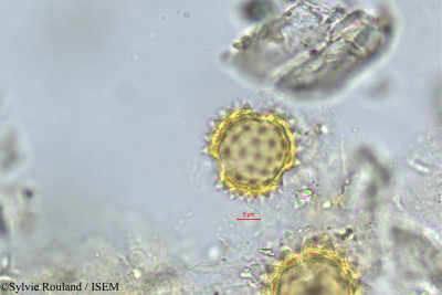 Sylvie.Rouland/Bubonium_graveolens_382/Bubonium_graveolens_382_0001(copy)_thumb.jpg