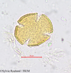 Sylvie.Rouland/Buchholzia_coriacea_677/Buchholzia_coriacea_677_0001(copy)_thumb.jpg
