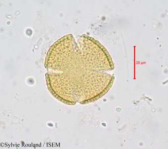 Sylvie.Rouland/Buchholzia_macrothyrsa_676/Buchholzia_macrothyrsa_676_0001(copy)_thumb.jpg