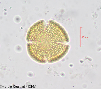 Buchholzia macrothyrsa - lame n° 676
