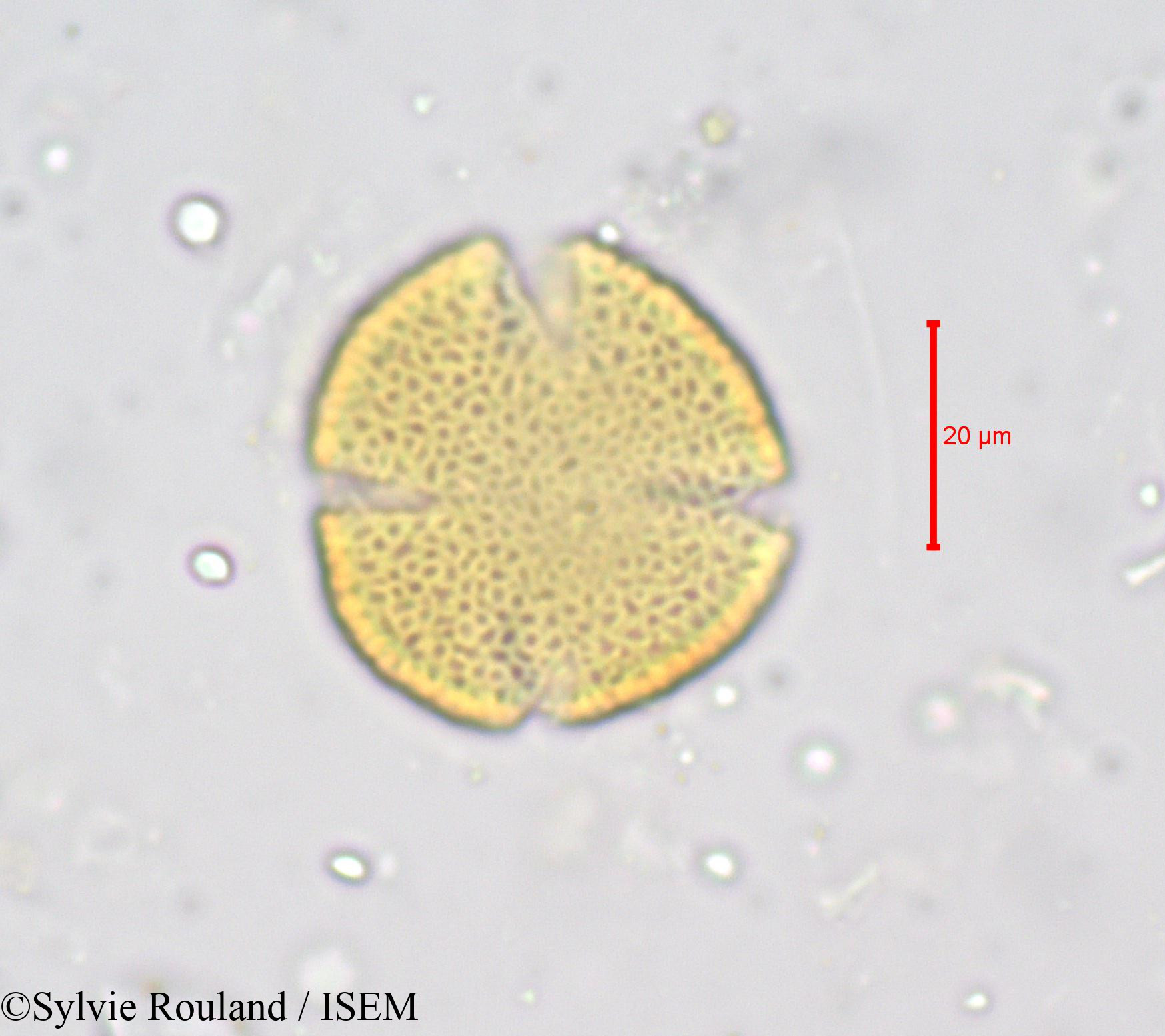 Sylvie.Rouland/Buchholzia_macrothyrsa_676/Buchholzia_macrothyrsa_676_0003(copy).jpg