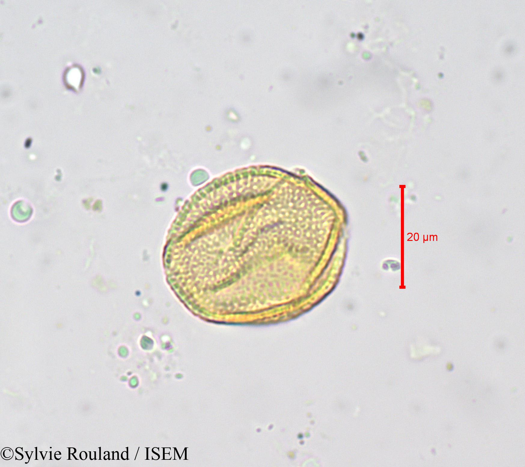 Sylvie.Rouland/Buchholzia_macrothyrsa_676/Buchholzia_macrothyrsa_676_0004(copy).jpg