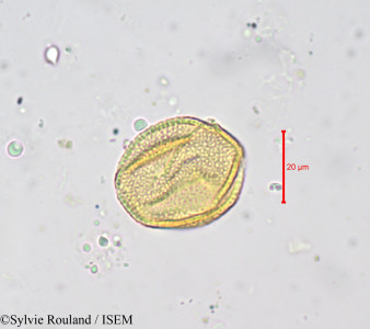 Buchholzia macrothyrsa - lame n° 676