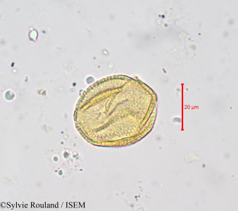 Buchholzia macrothyrsa - lame n° 676
