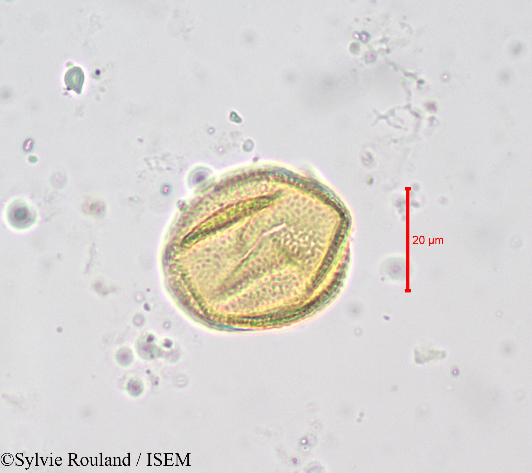 Sylvie.Rouland/Buchholzia_macrothyrsa_676/Buchholzia_macrothyrsa_676_0006(copy).jpg