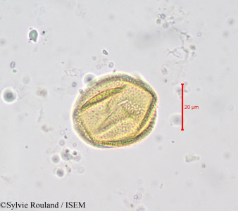 Buchholzia macrothyrsa - lame n° 676