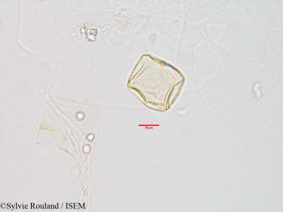 Sylvie.Rouland/Bulbostylis_barbata_2980/Bulbostylis_barbata_2980_0001(copy)_thumb.jpg