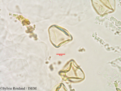 Bulbostylis firingalavensis - lame n° 2979
