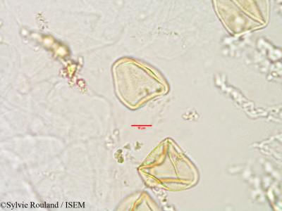 Bulbostylis firingalavensis - lame n° 2979