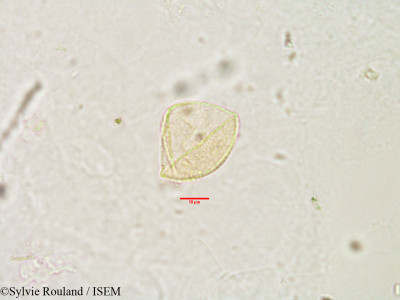Bulbostylis firingalavensis - lame n° 2979