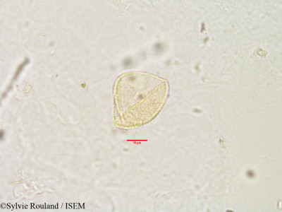 Bulbostylis firingalavensis - lame n° 2979