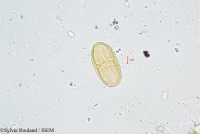 Sylvie.Rouland/Bunium_bulbocastanum_400/Bunium_bulbocastanum_400_0001(copy)_thumb.jpg