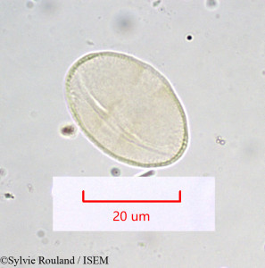 Sylvie.Rouland/Bupleurum_angulosum_946/Bupleurum_angulosum_946_0001(copy)_thumb.jpg