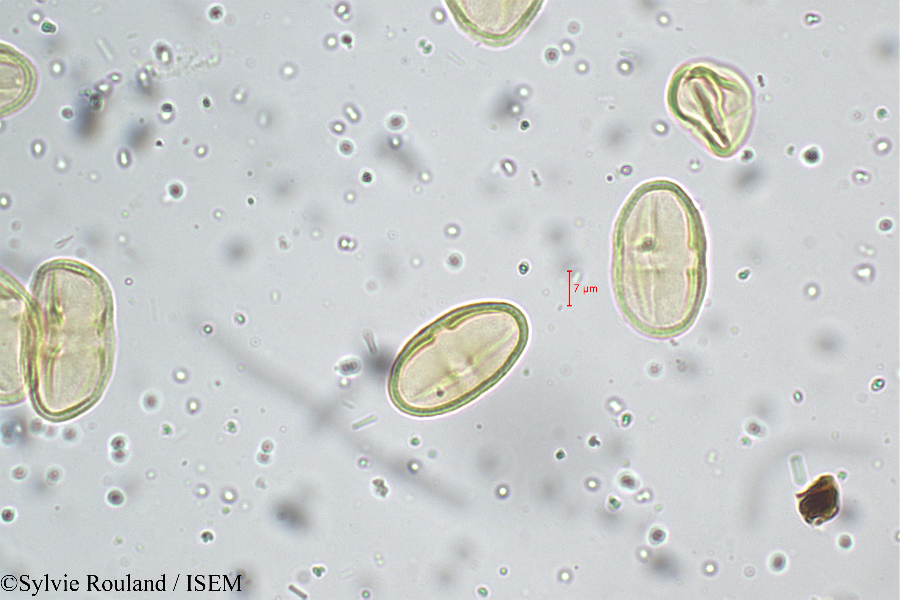 Sylvie.Rouland/Bupleurum_distichophyllum_5262/Bupleurum_distichophyllum_5262_0001(copy).jpg