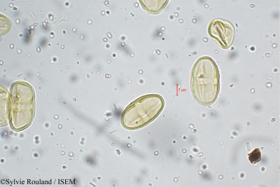 Sylvie.Rouland/Bupleurum_distichophyllum_5262/Bupleurum_distichophyllum_5262_0001(copy)_thumb.jpg