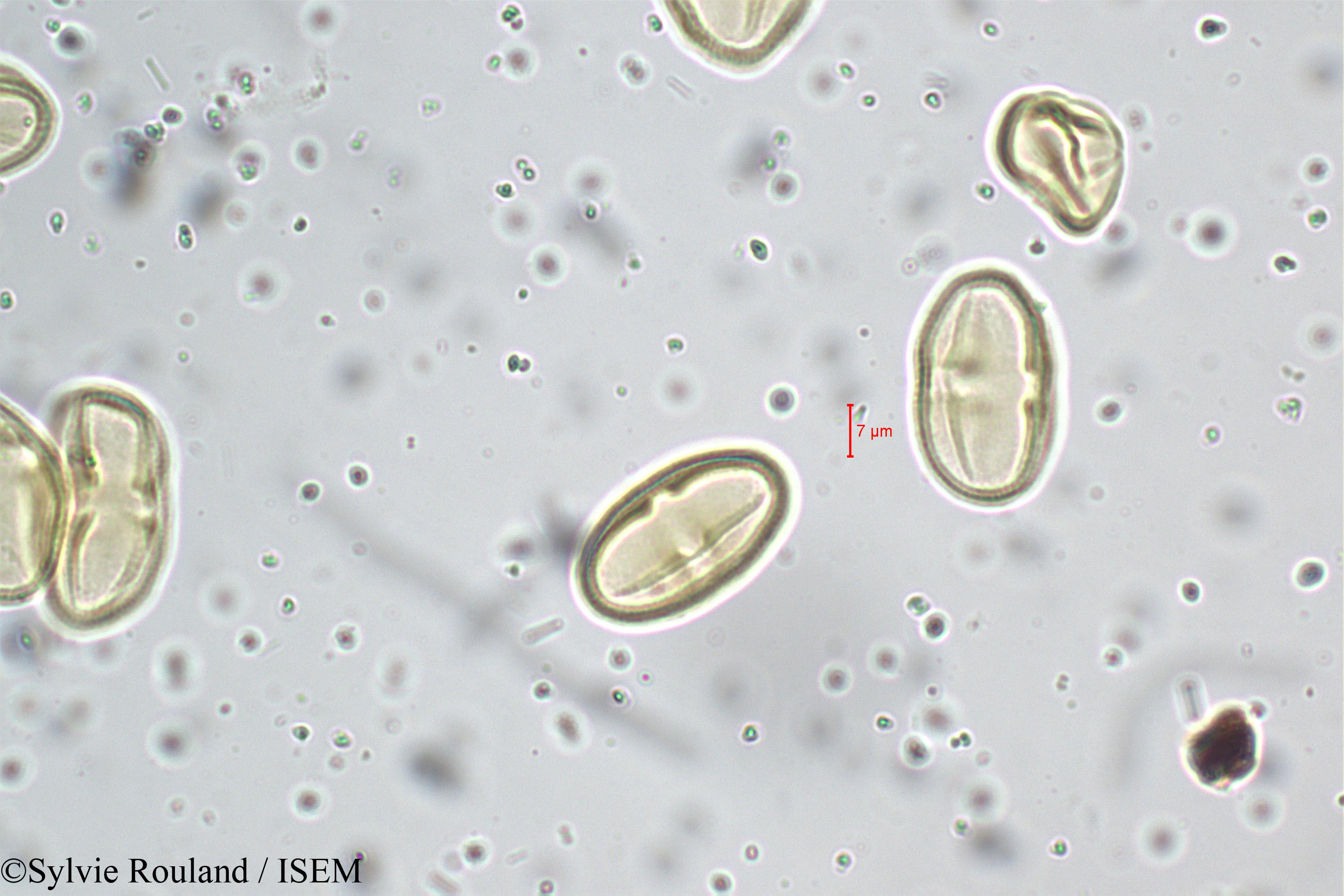 Sylvie.Rouland/Bupleurum_distichophyllum_5262/Bupleurum_distichophyllum_5262_0002(copy).jpg