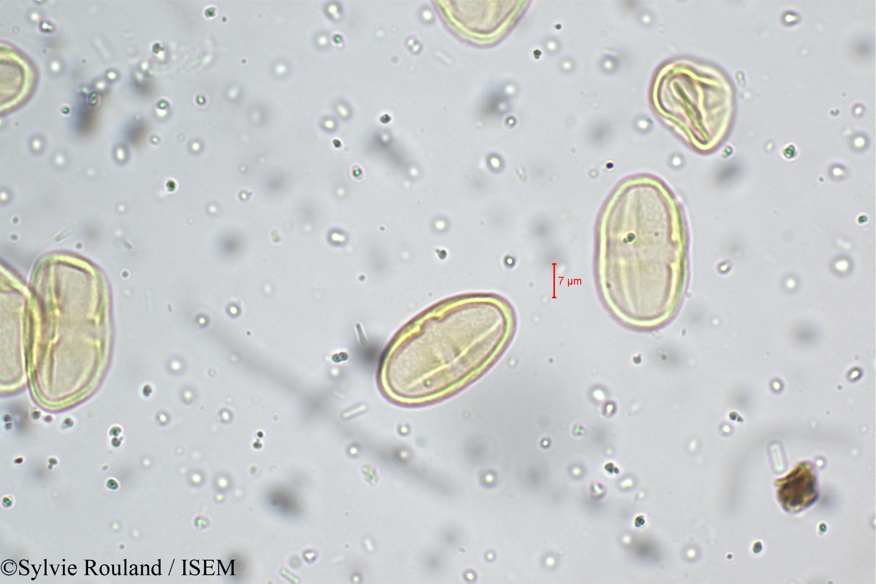 Sylvie.Rouland/Bupleurum_distichophyllum_5262/Bupleurum_distichophyllum_5262_0003(copy).jpg