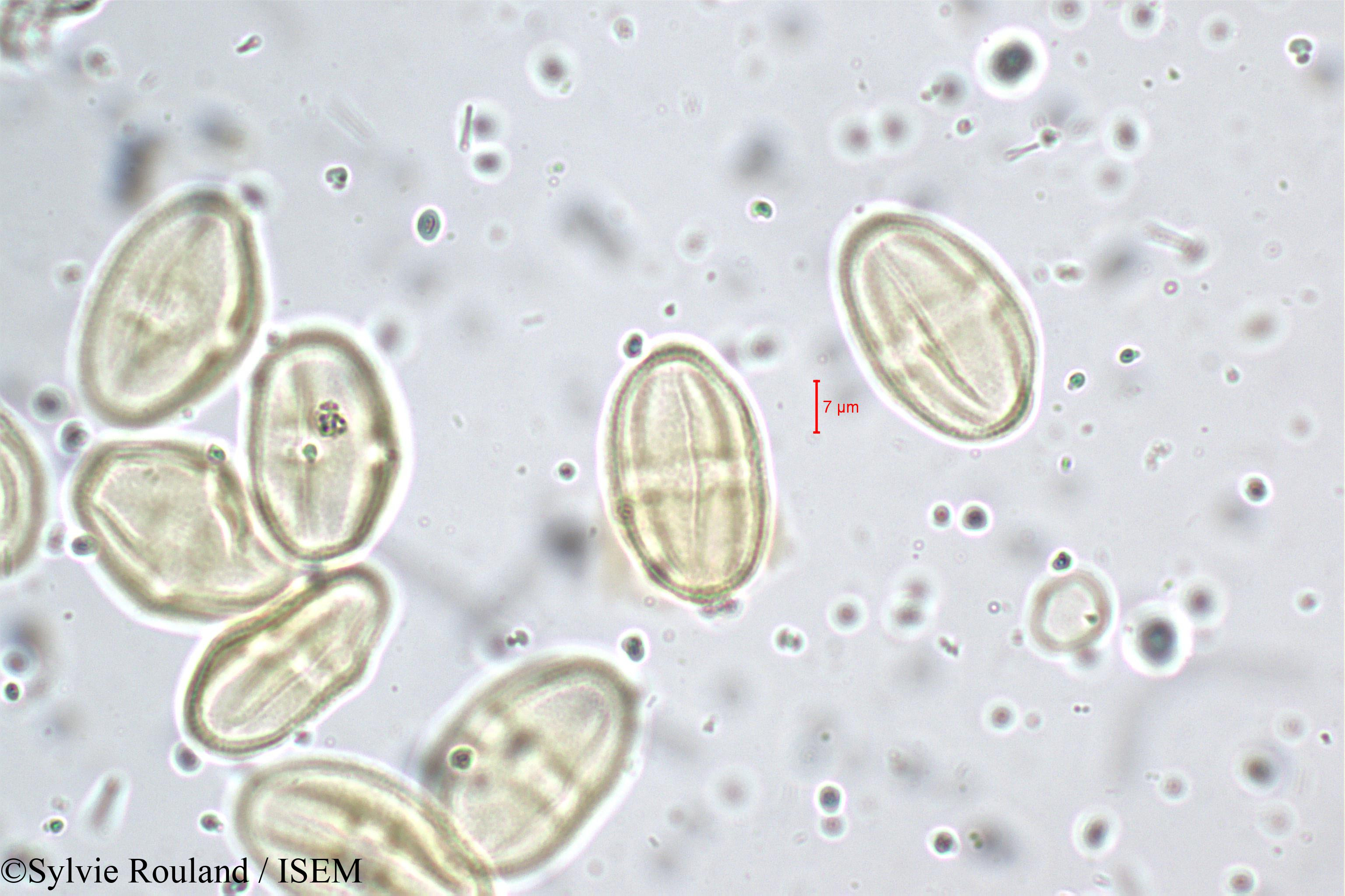 Sylvie.Rouland/Bupleurum_distichophyllum_5262/Bupleurum_distichophyllum_5262_0004(copy).jpg