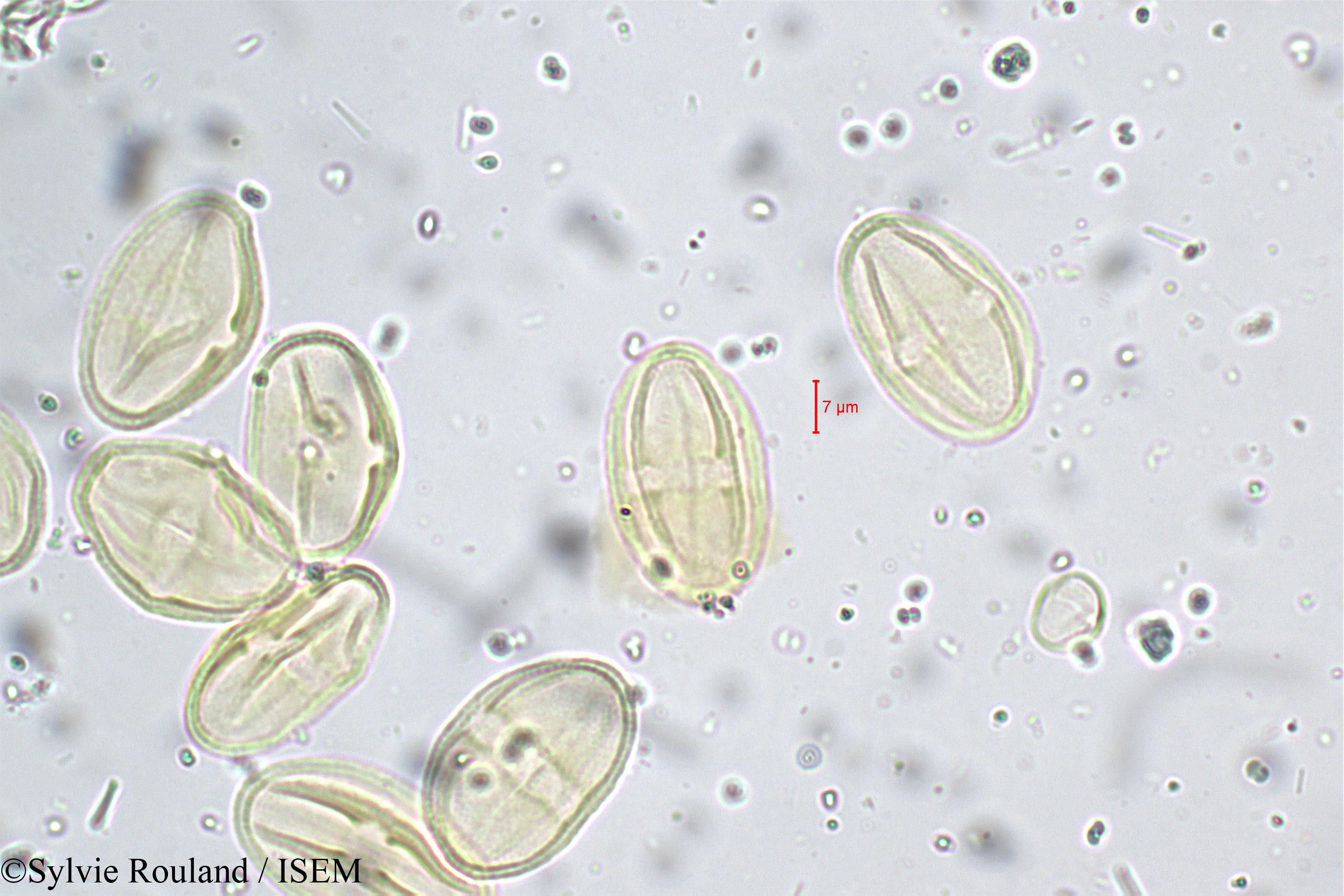 Sylvie.Rouland/Bupleurum_distichophyllum_5262/Bupleurum_distichophyllum_5262_0005(copy).jpg