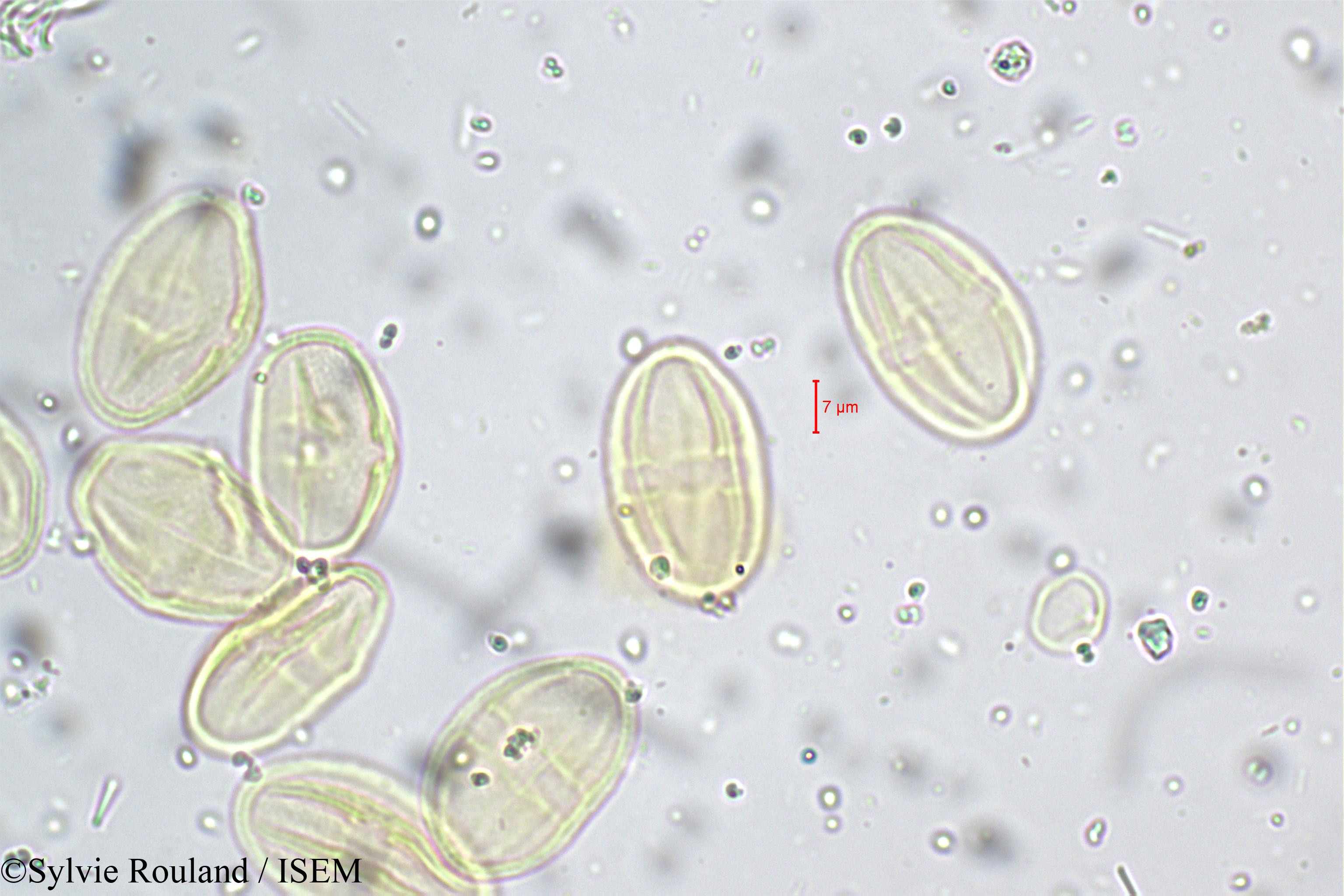 Sylvie.Rouland/Bupleurum_distichophyllum_5262/Bupleurum_distichophyllum_5262_0006(copy).jpg