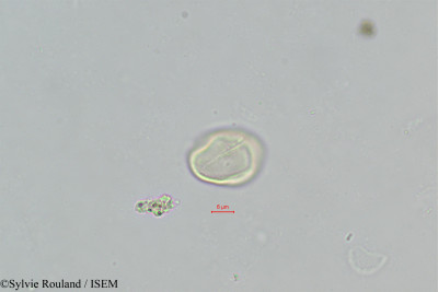 Bupleurum falcatum - lame n° 402