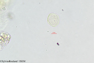 Bupleurum falcatum - lame n° 402