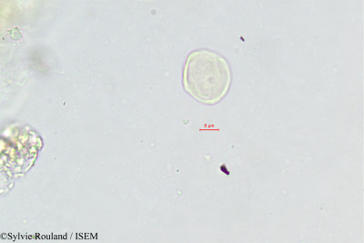 Bupleurum falcatum - lame n° 402
