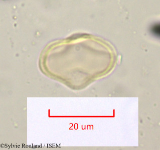 Sylvie.Rouland/Bupleurum_junceum_1225/Bupleurum_junceum_1225_0001(copy)_thumb.jpg