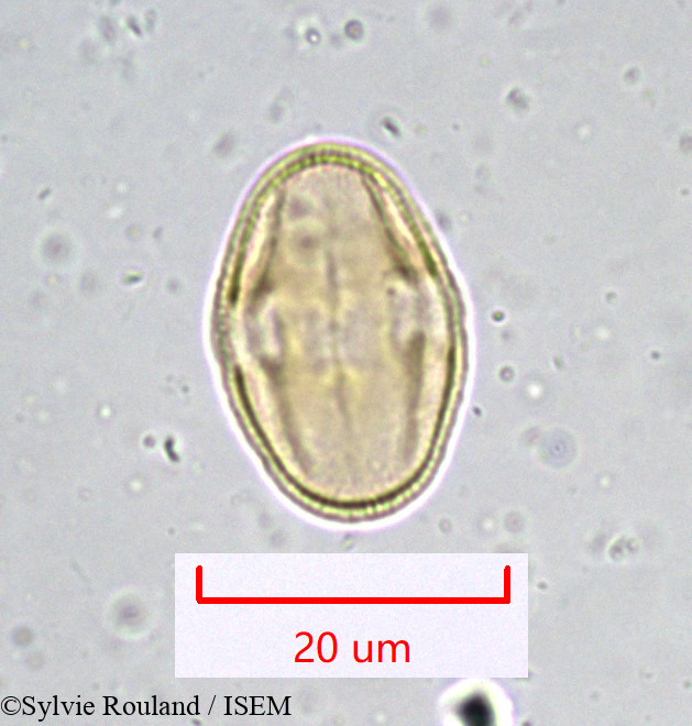 Sylvie.Rouland/Bupleurum_longifolium_916/Bupleurum_longifolium_916_0001(copy).jpg