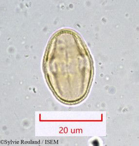 Sylvie.Rouland/Bupleurum_longifolium_916/Bupleurum_longifolium_916_0001(copy)_thumb.jpg