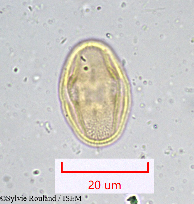 Sylvie.Rouland/Bupleurum_longifolium_916/Bupleurum_longifolium_916_0002(copy).jpg