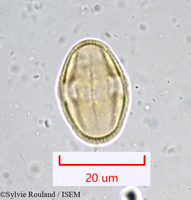 Sylvie.Rouland/Bupleurum_longifolium_916/Bupleurum_longifolium_916_0003(copy).jpg