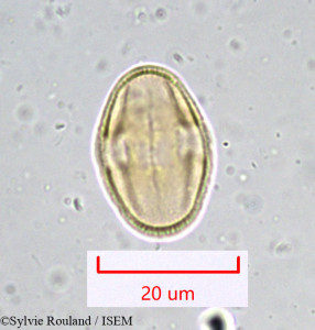 Bupleurum longifolium - lame n° 916